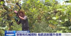 <b>“智”耕向日葵田、猕猴桃机械授粉 农业</b>